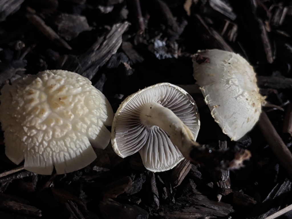 Leratiomyces percevalii · February 2026 · photo: © reago (iNaturalist, cc-by)