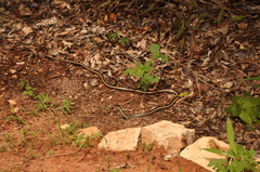 Dromicodryas bernieri