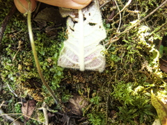 Streptocarpus pentherianus