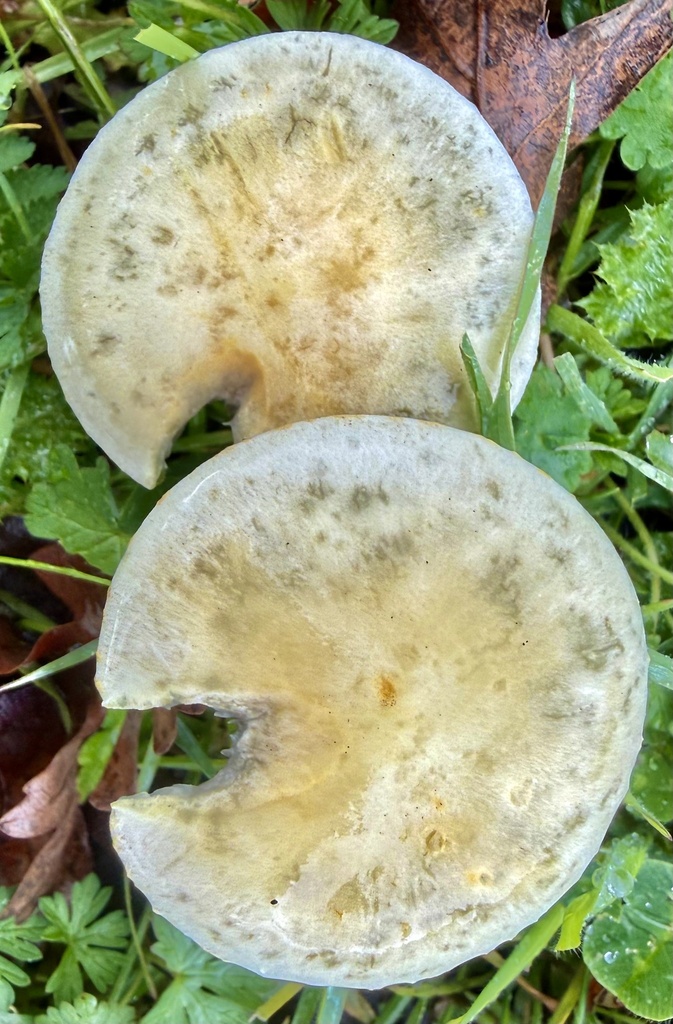 Leratiomyces percevalii · February 2026 · photo: © hllrnnr (iNaturalist, cc0)