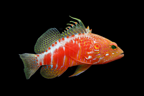 Plectranthias pelicieri observed 2026-02-11