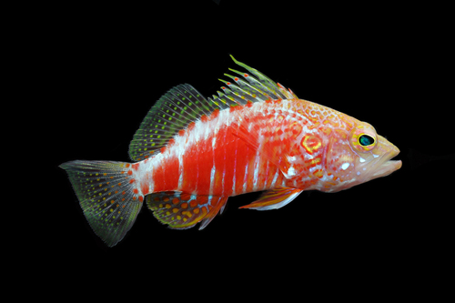 Plectranthias pelicieri observed 2026-02-11