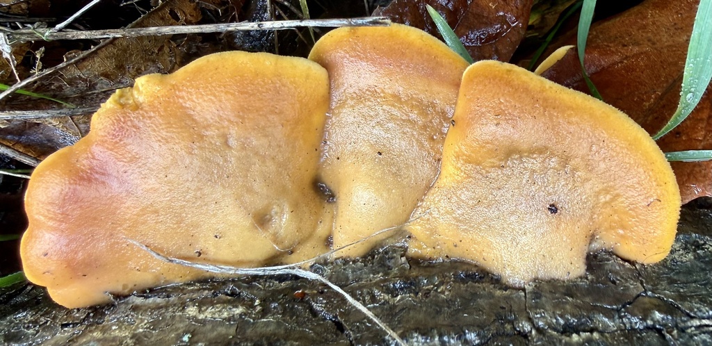 Phyllotopsis nidulans · February 2026 · photo: © hllrnnr (iNaturalist, cc0)