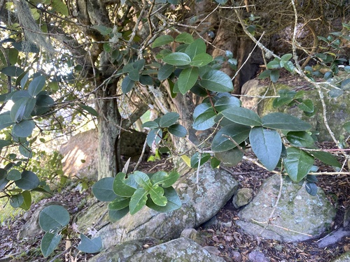 Bittersweet Cherry (Maurocenia frangula)
