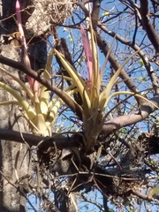 Tillandsia achyrostachys