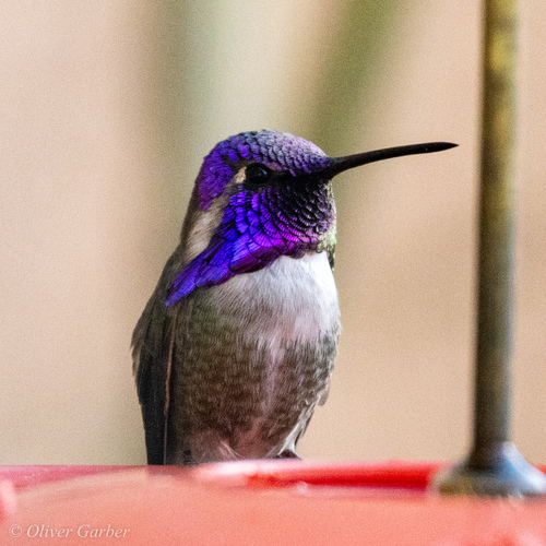 Costa's Hummingbird photographed in Nevada