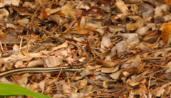 Dromicodryas bernieri