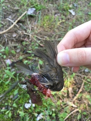 Turdus merula aterrimus