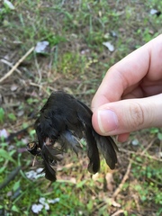 Turdus merula aterrimus