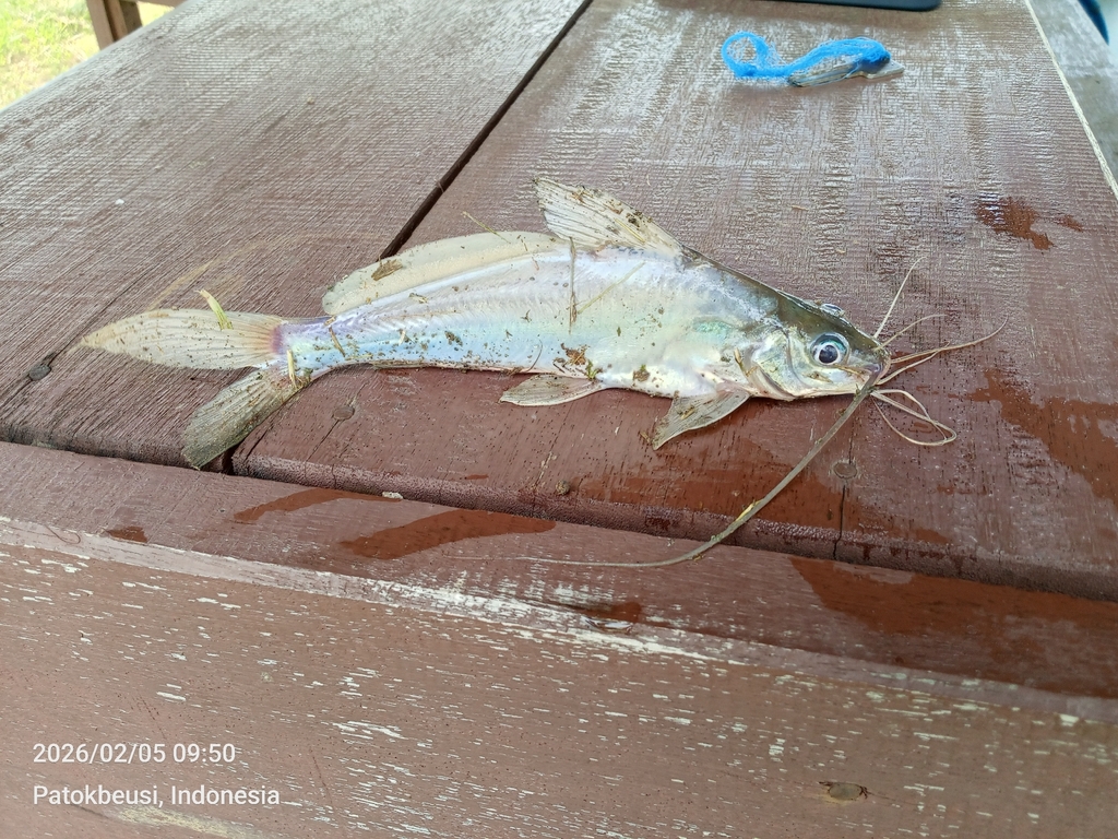 Mystus nigriceps (Mystus nigriceps)