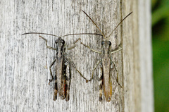 Chorthippus macrocerus