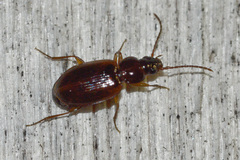 Trechus quadristriatus