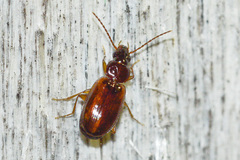 Trechus quadristriatus