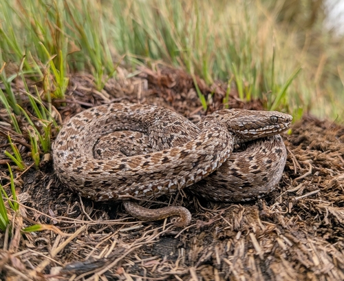 Kenya Montane Viper