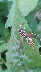 Polistes bucharensis
