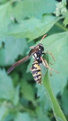 Polistes bucharensis