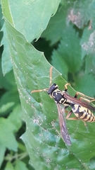 Polistes bucharensis