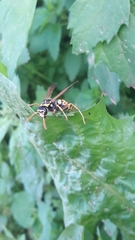 Polistes bucharensis