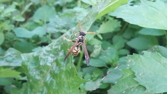 Polistes bucharensis
