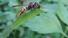 Polistes bucharensis