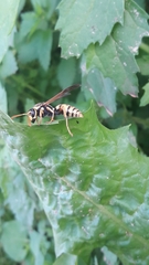 Polistes bucharensis