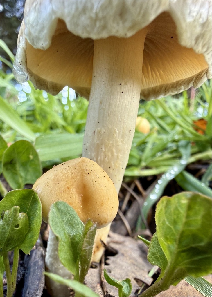 Leratiomyces percevalii · February 2026 · photo: © hllrnnr (iNaturalist, cc0)