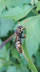 Polistes bucharensis