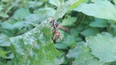Polistes bucharensis