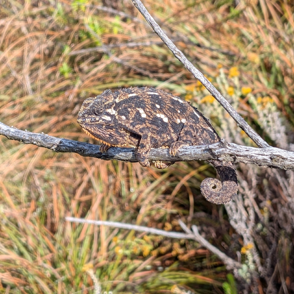 Aberdare Mountains Dwarf Chameleon