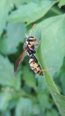 Polistes bucharensis