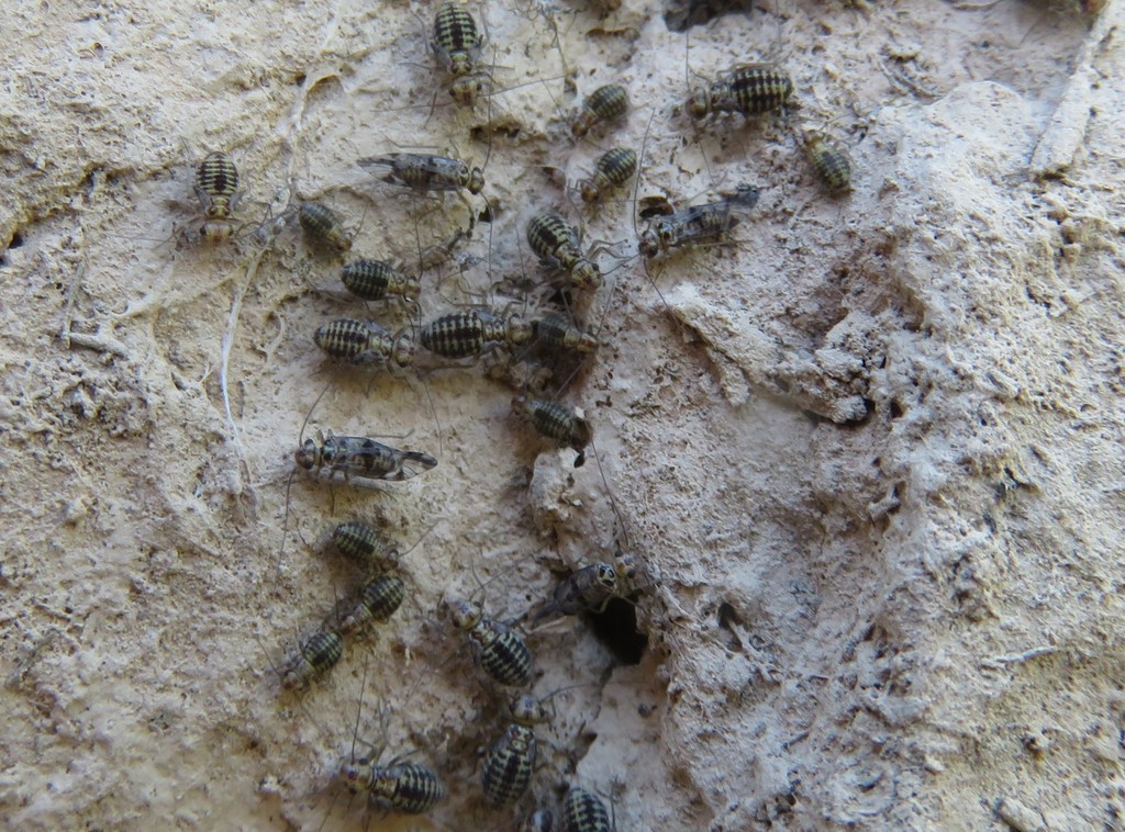 Neopsocus