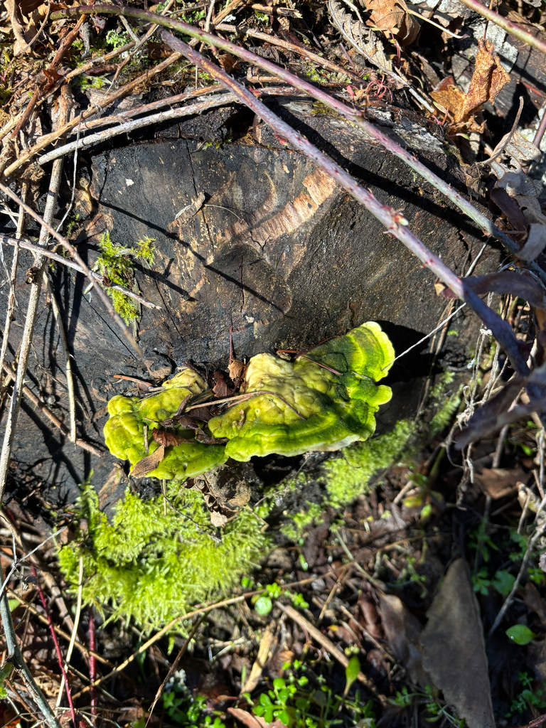 Trametes gibbosa · February 2026 · photo: © tidepooltales (iNaturalist, cc-by)