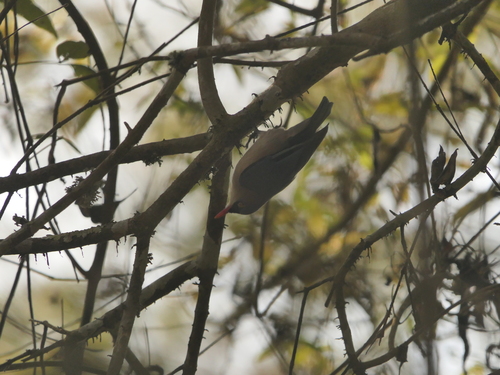 Velvet-fronted Nuthatch (Sitta frontalis), photo 3
