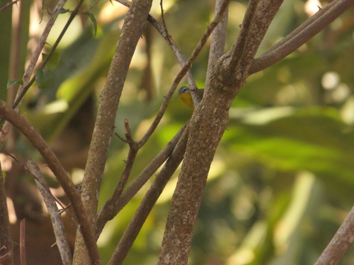Grey-hooded Warbler (Phylloscopus xanthoschistos), photo 2