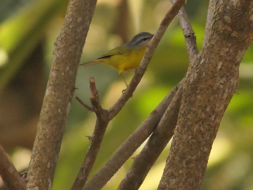 Grey-hooded Warbler (Phylloscopus xanthoschistos)