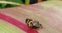 Deois flexuosa