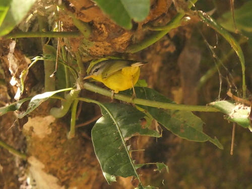 Grey-hooded Warbler (Phylloscopus xanthoschistos), photo 7