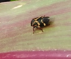Deois flexuosa