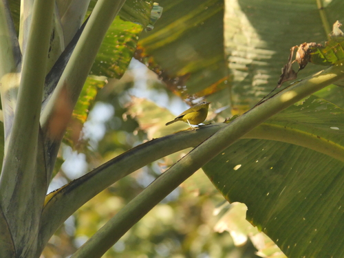 Grey-hooded Warbler (Phylloscopus xanthoschistos), photo 8