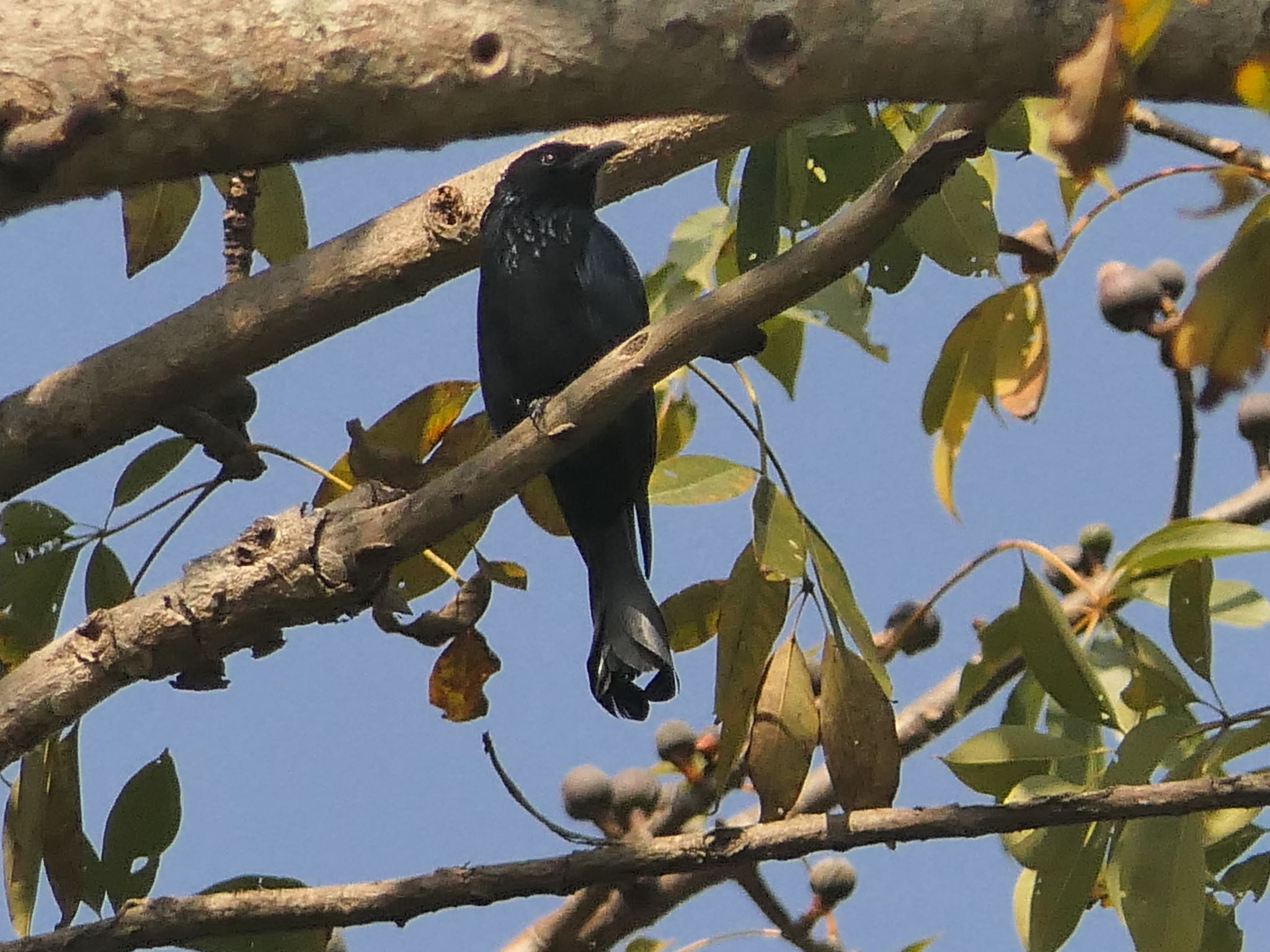 Hair-crested Drongo (Dicrurus hottentottus), photo 2