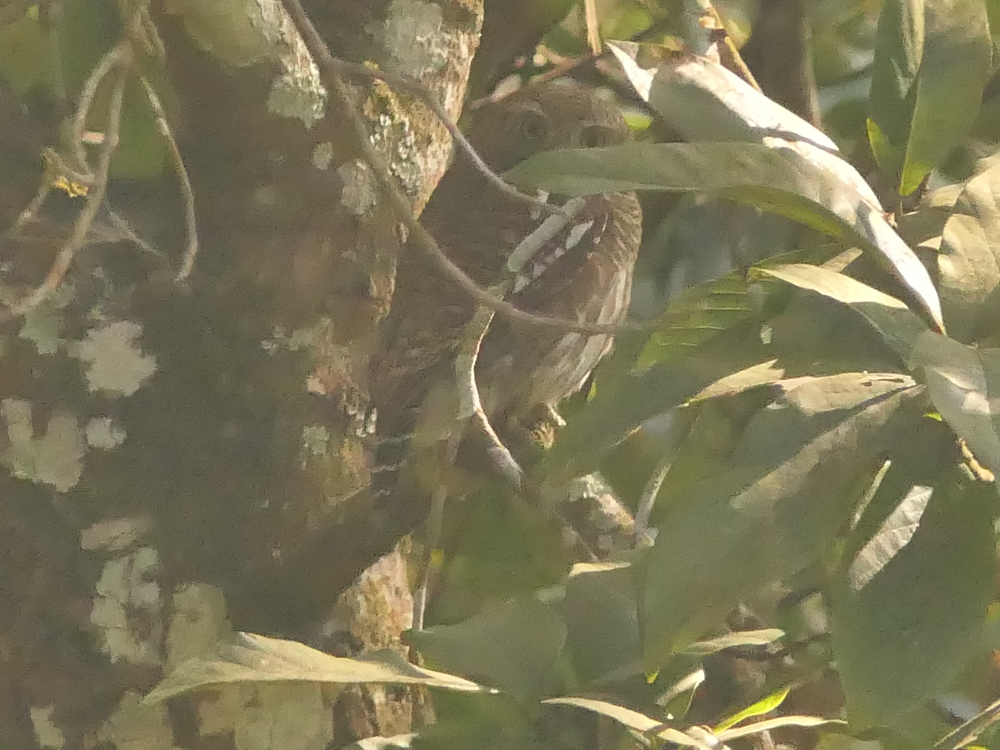Asian Barred Owlet (Glaucidium cuculoides), photo 6
