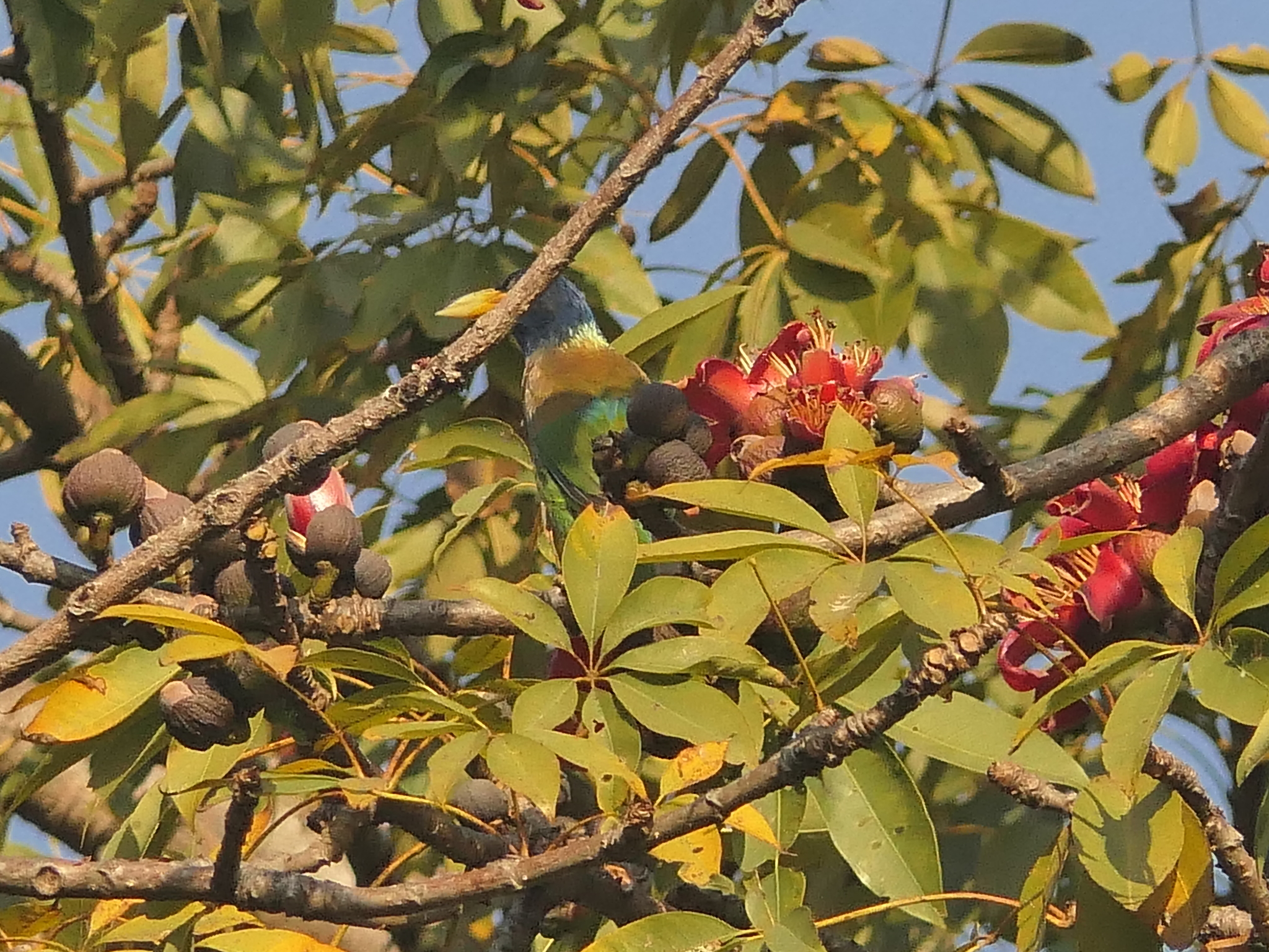 Great Barbet (Psilopogon virens), photo 7
