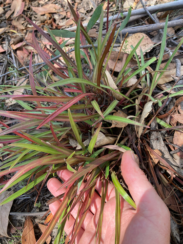 Thrift-leaved Triggerplant (Stylidium armeria)