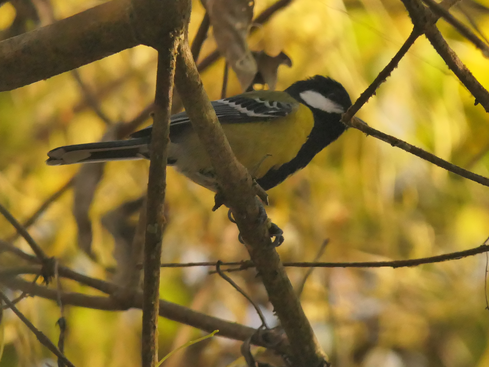 Green-backed Tit (Parus monticolus), photo 1
