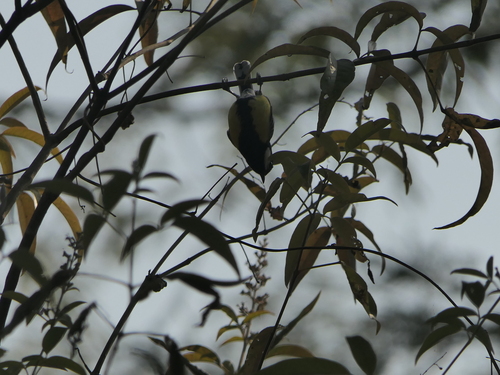 Green-backed Tit (Parus monticolus), photo 2