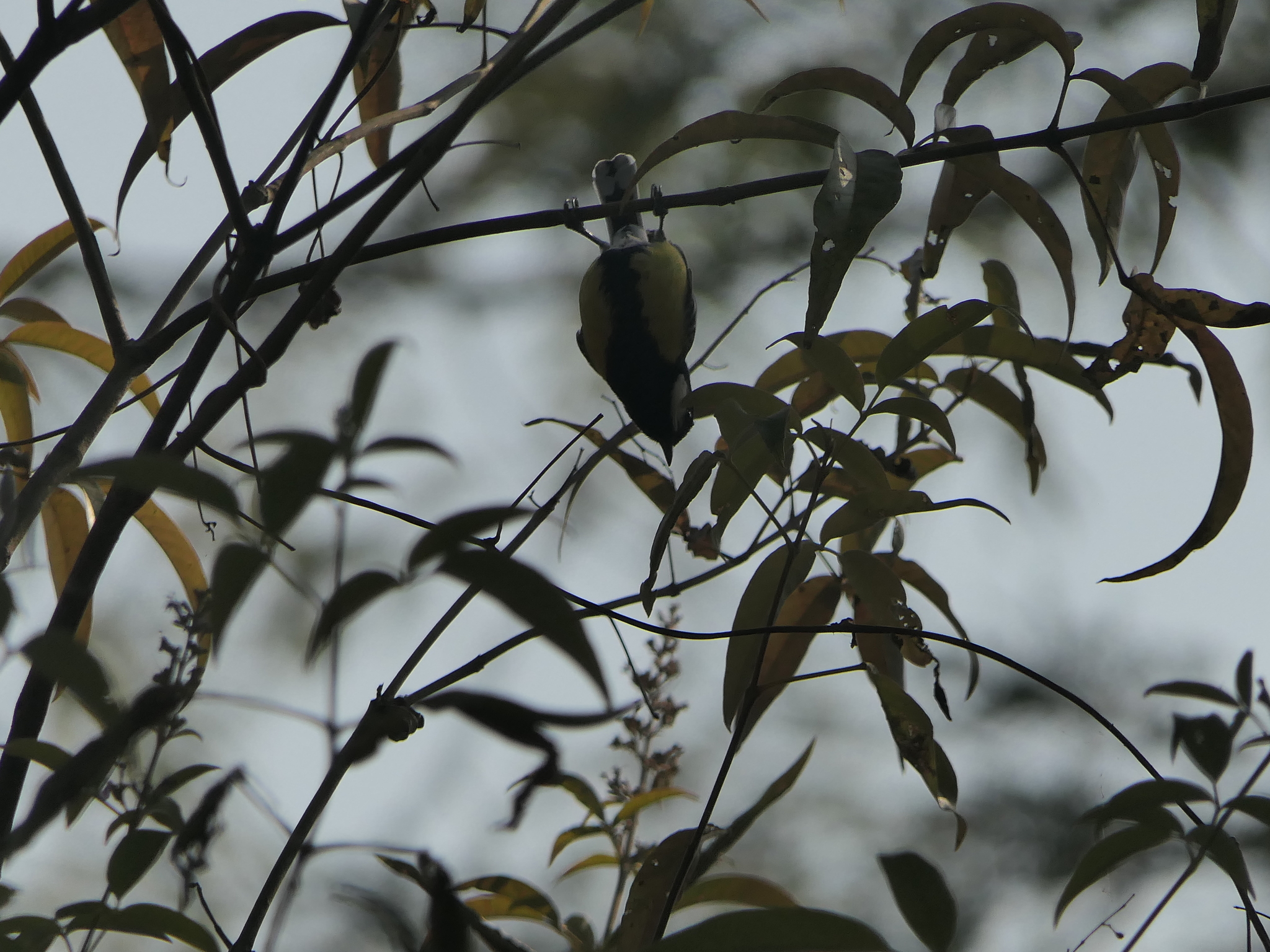 Green-backed Tit (Parus monticolus), photo 2