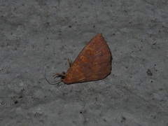 Singara diversalis