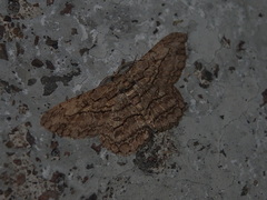 Hypomecis transcissa