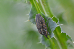 Lixus filiformis