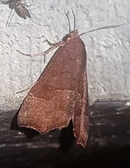 Rusicada combinans